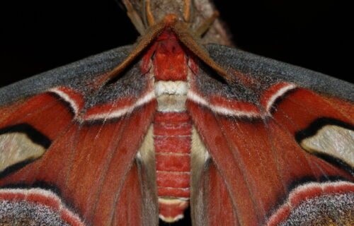 Attacus atlas
